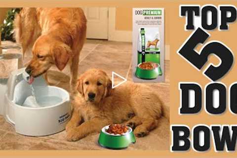 Best 5 Dog Water Bowl For Dogs and WHY
