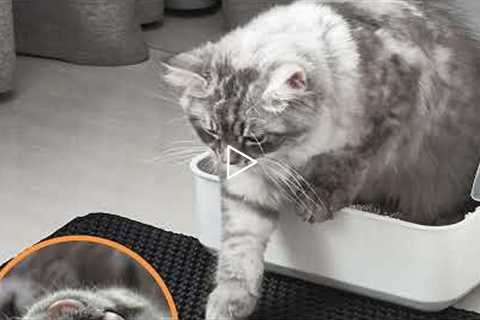 ✅Top 5:Best cat litter mats In 2022{cat litter mats review}