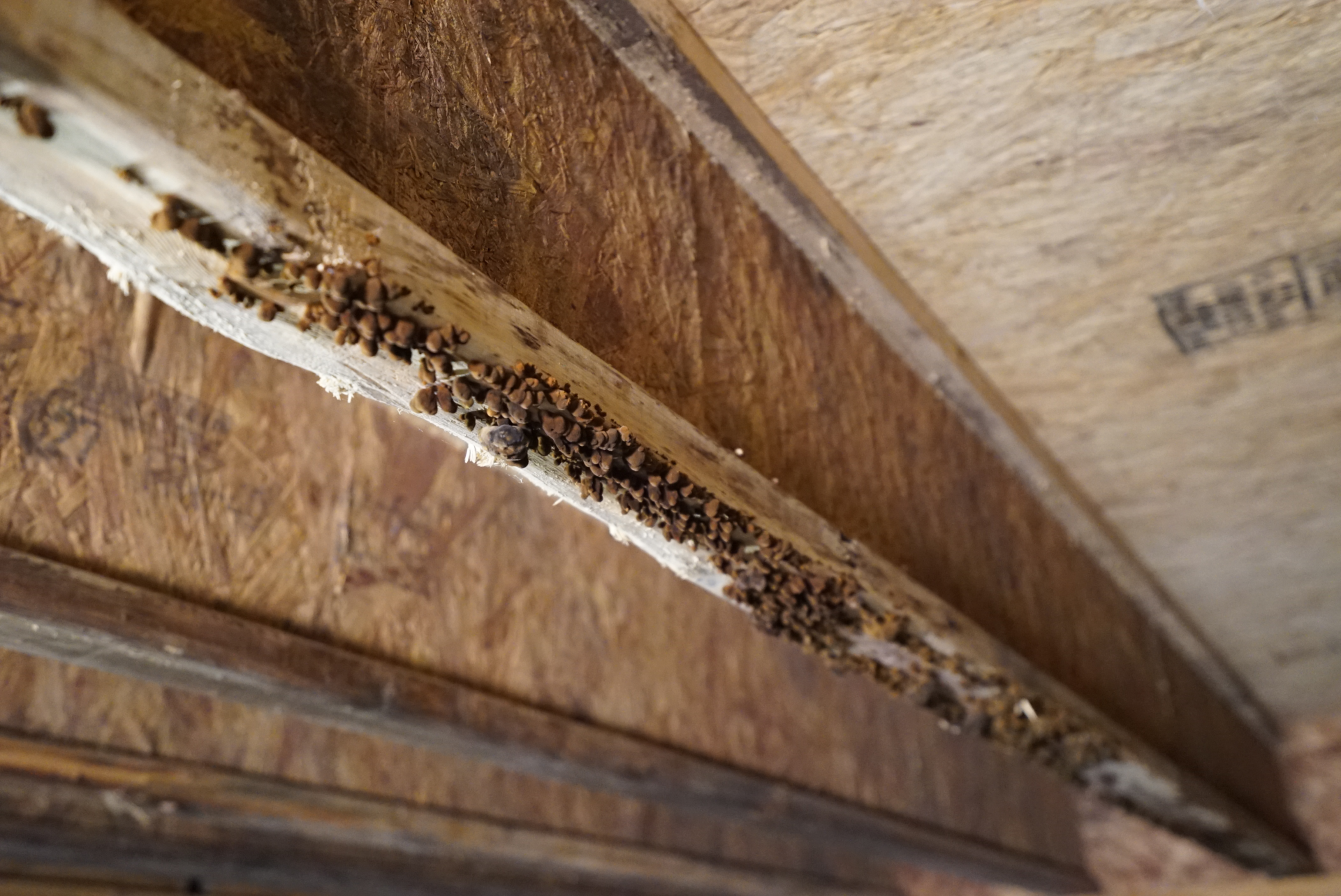 Are There Any Natural Or Eco-Friendly Methods To Remove Mold From Crawl Spaces Yourself?