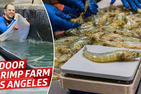 How America''s Biggest Indoor Shrimp Farm Sells 2 Million Shrimp Every Year — Dan Does