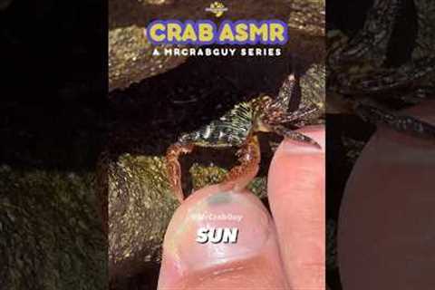 Sounds from CRAB PEDICURE  | Crab ASMR Sounds 🤯🦀🦶✨ #shorts
