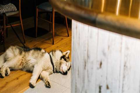 Dog-Friendly Pubs in Chicago, IL: A Guide for Pet Owners
