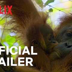 Secret Lives of Orangutans | Official Trailer | Netflix