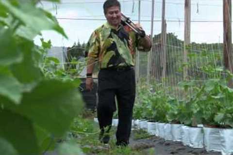 Alan Wong Restaurants - 10 Percent