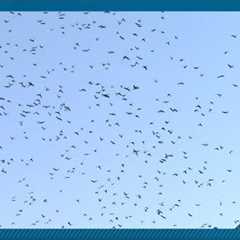 Pesky parakeets causing Hawaii food production woes